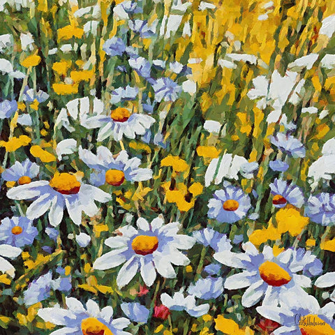 Many White Daisies White Modern Wood Framed Art Print with Double Matting by Medeiros, Celito