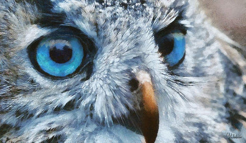 Owls Eyes I Black Ornate Wood Framed Art Print with Double Matting by Medeiros, Celito