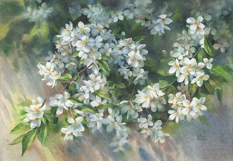 Jasmin Branch on the Fence Black Ornate Wood Framed Art Print with Double Matting by Besedina, Anastasiia