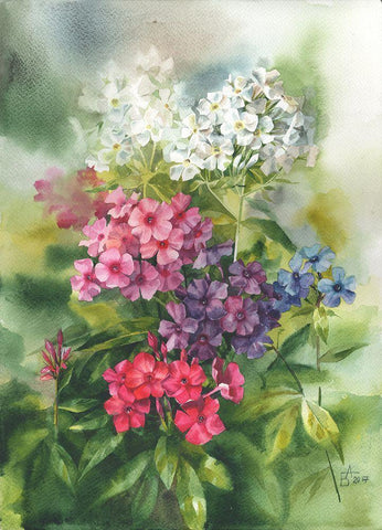 Phlox in the Garden Black Ornate Wood Framed Art Print with Double Matting by Besedina, Anastasiia