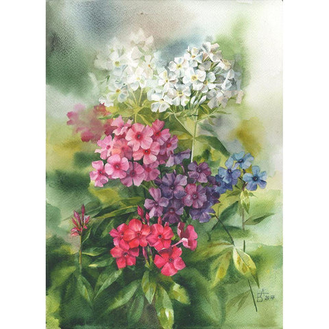 Phlox in the Garden White Modern Wood Framed Art Print by Besedina, Anastasiia