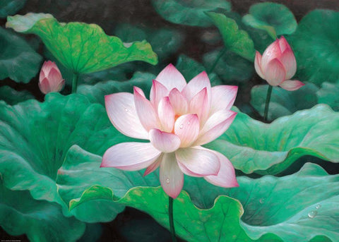 Water Lilly White Modern Wood Framed Art Print with Double Matting by Chen Wu
