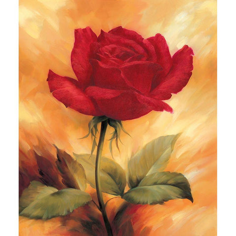 The Red Rose White Modern Wood Framed Art Print by Skorupska, Patrycja