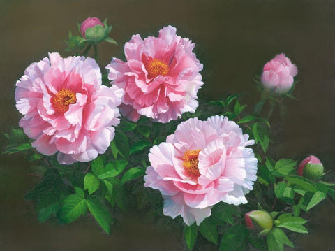 American Flowers I White Modern Wood Framed Art Print with Double Matting by Murphy, John