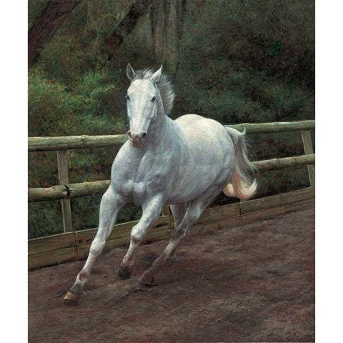 Running White Horse White Modern Wood Framed Art Print by Petrikova, Eva