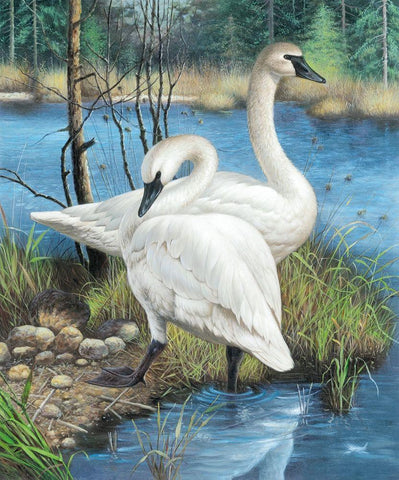 Two Swans White Modern Wood Framed Art Print with Double Matting by Taranenko, Jana