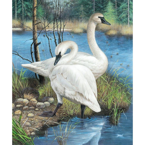 Two Swans Black Modern Wood Framed Art Print by Taranenko, Jana