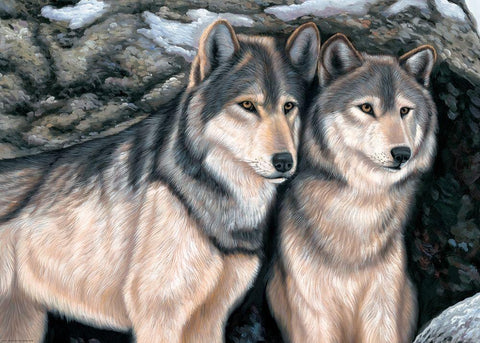Two Wolfs by a Rock White Modern Wood Framed Art Print with Double Matting by Novak, Bohuslav