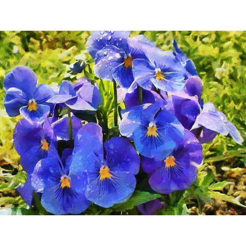 Pansies Black Modern Wood Framed Art Print by Medeiros, Celito