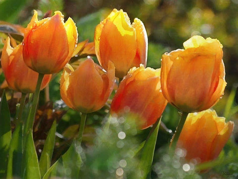 7 Orange Tulips White Modern Wood Framed Art Print with Double Matting by Medeiros, Celito