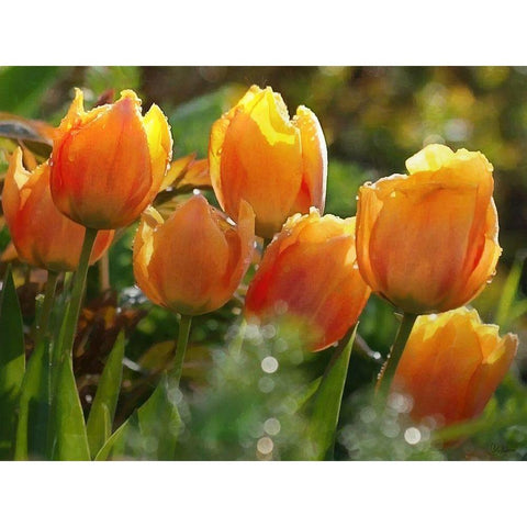 7 Orange Tulips Black Modern Wood Framed Art Print by Medeiros, Celito