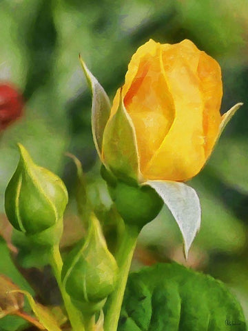 One Yellow Rose White Modern Wood Framed Art Print with Double Matting by Medeiros, Celito