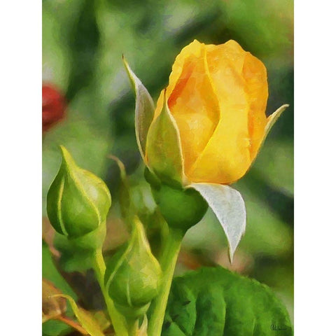 One Yellow Rose White Modern Wood Framed Art Print by Medeiros, Celito