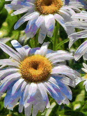 Blue Daisies White Modern Wood Framed Art Print with Double Matting by Medeiros, Celito