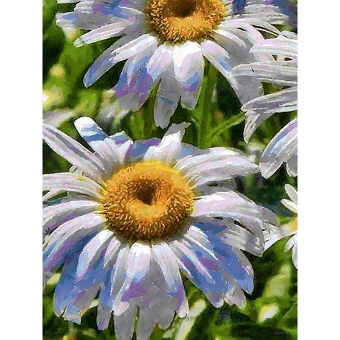 Blue Daisies White Modern Wood Framed Art Print by Medeiros, Celito