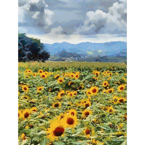 Sunflower Field Black Modern Wood Framed Art Print with Double Matting by Medeiros, Celito