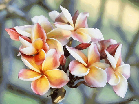 Pink Flowers of a Tree White Modern Wood Framed Art Print with Double Matting by Medeiros, Celito