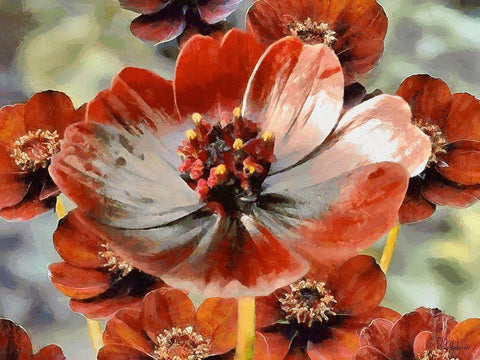 Red Poppies Black Ornate Wood Framed Art Print with Double Matting by Medeiros, Celito