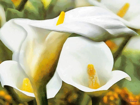 White Flowers Black Ornate Wood Framed Art Print with Double Matting by Medeiros, Celito