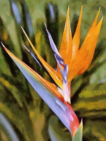 Beautiful Orchid I Black Ornate Wood Framed Art Print with Double Matting by Medeiros, Celito