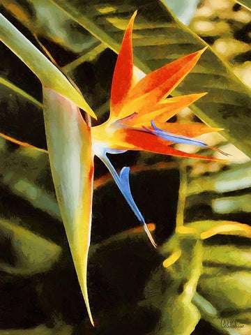 Beautiful Orchid II White Modern Wood Framed Art Print with Double Matting by Medeiros, Celito