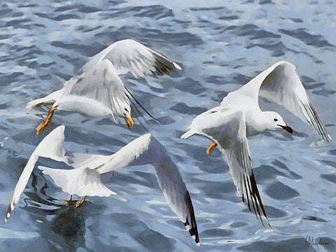 Seagulls over the Water White Modern Wood Framed Art Print with Double Matting by Medeiros, Celito