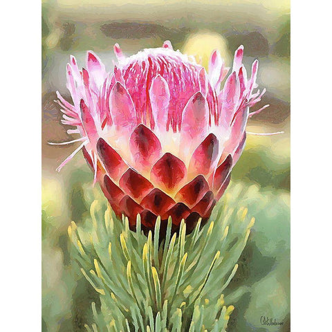 Pink Flower I Black Modern Wood Framed Art Print with Double Matting by Medeiros, Celito