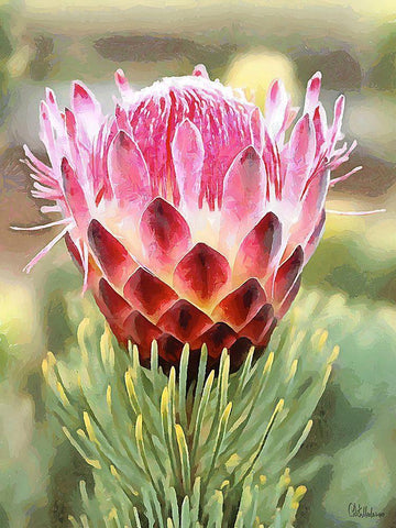 Pink Flower I White Modern Wood Framed Art Print with Double Matting by Medeiros, Celito