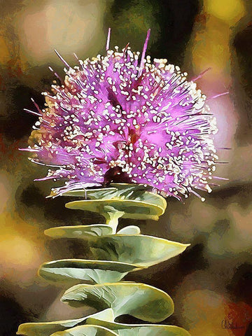 Pink Flower II White Modern Wood Framed Art Print with Double Matting by Medeiros, Celito