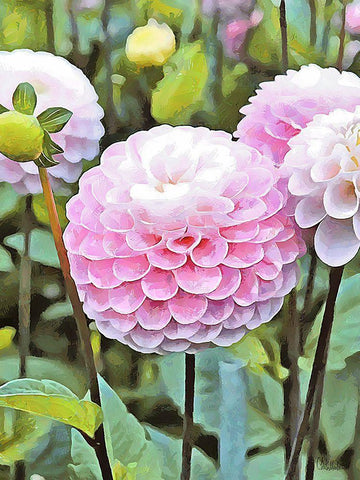 Pink Flowers Black Ornate Wood Framed Art Print with Double Matting by Medeiros, Celito