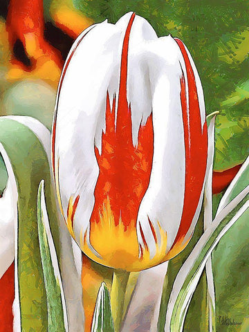 Tulip in White and Orange Colors White Modern Wood Framed Art Print with Double Matting by Medeiros, Celito