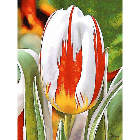 Tulip in White and Orange Colors Black Modern Wood Framed Art Print with Double Matting by Medeiros, Celito