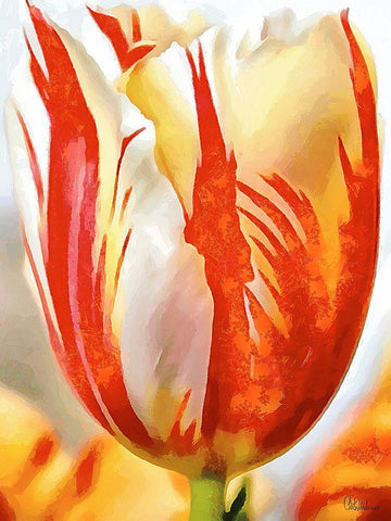 Tulip in White and Orange Colors II White Modern Wood Framed Art Print with Double Matting by Medeiros, Celito