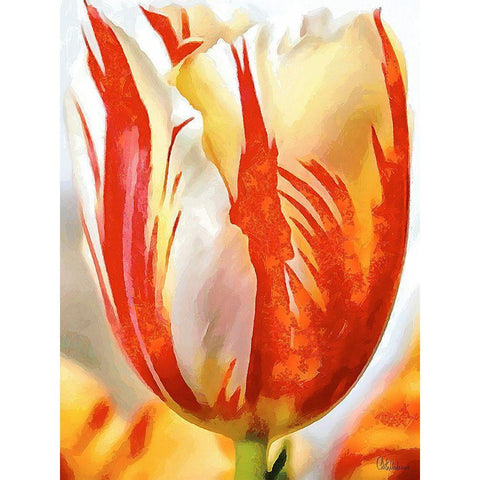 Tulip in White and Orange Colors II Black Modern Wood Framed Art Print by Medeiros, Celito