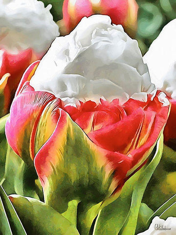 Tulip in White and Red Colors White Modern Wood Framed Art Print with Double Matting by Medeiros, Celito