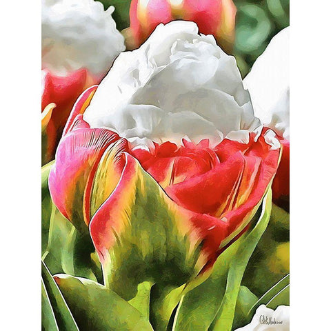 Tulip in White and Red Colors Black Modern Wood Framed Art Print by Medeiros, Celito