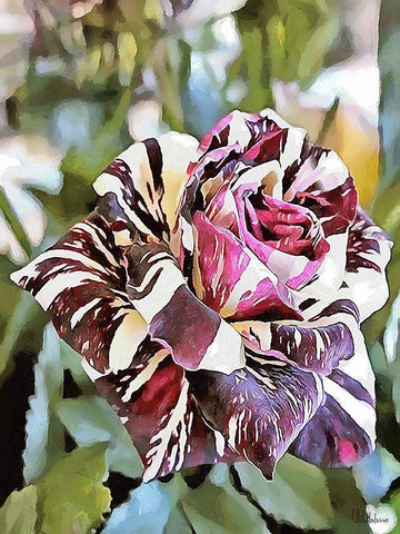 Tulip in White and Purple Colors White Modern Wood Framed Art Print with Double Matting by Medeiros, Celito