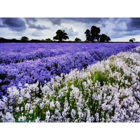 Lavender Field VI White Modern Wood Framed Art Print by Medeiros, Celito