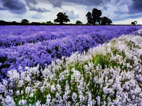 Lavender Field VI Black Ornate Wood Framed Art Print with Double Matting by Medeiros, Celito