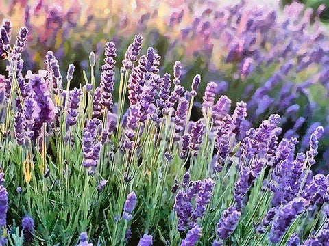 Lavender Field VII White Modern Wood Framed Art Print with Double Matting by Medeiros, Celito