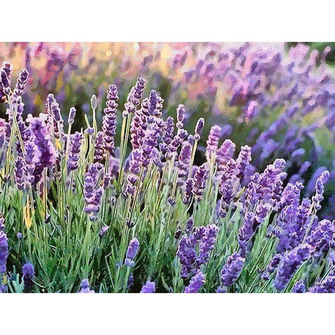 Lavender Field VII White Modern Wood Framed Art Print by Medeiros, Celito