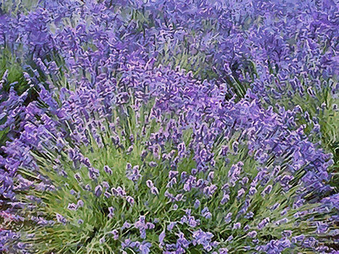 Lavender Field VIII White Modern Wood Framed Art Print with Double Matting by Medeiros, Celito