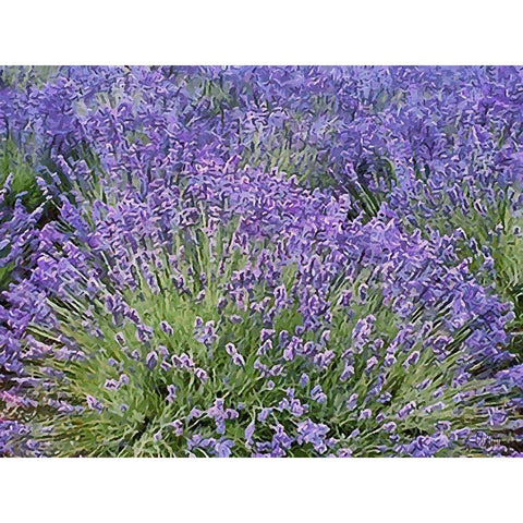 Lavender Field VIII Black Modern Wood Framed Art Print with Double Matting by Medeiros, Celito