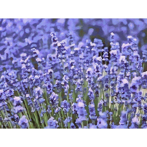 Lavender Field IX Gold Ornate Wood Framed Art Print with Double Matting by Medeiros, Celito