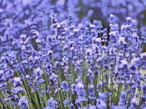 Lavender Field IX White Modern Wood Framed Art Print with Double Matting by Medeiros, Celito