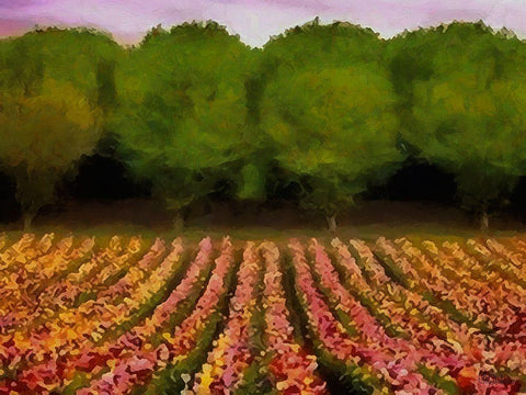 Flower Field II White Modern Wood Framed Art Print with Double Matting by Medeiros, Celito