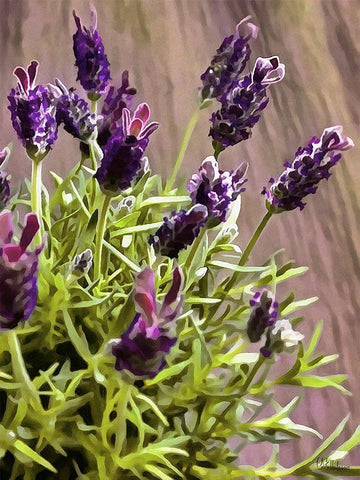 Purple Flower I Black Ornate Wood Framed Art Print with Double Matting by Medeiros, Celito