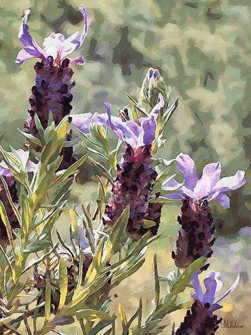 Purple Flower II White Modern Wood Framed Art Print with Double Matting by Medeiros, Celito