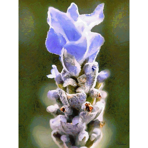 Purple Flower III Black Modern Wood Framed Art Print with Double Matting by Medeiros, Celito