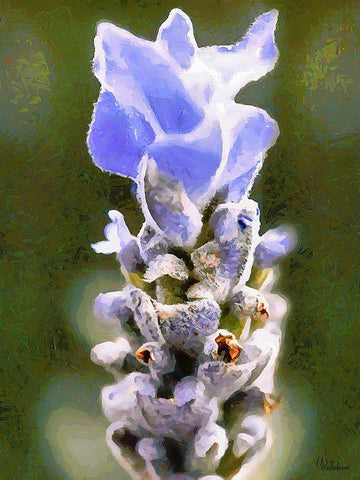 Purple Flower III White Modern Wood Framed Art Print with Double Matting by Medeiros, Celito